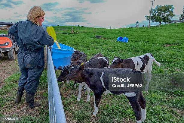Farmer Feeding Calves Stock Photo - Download Image Now - Calf, Dairy Farm, Feeding