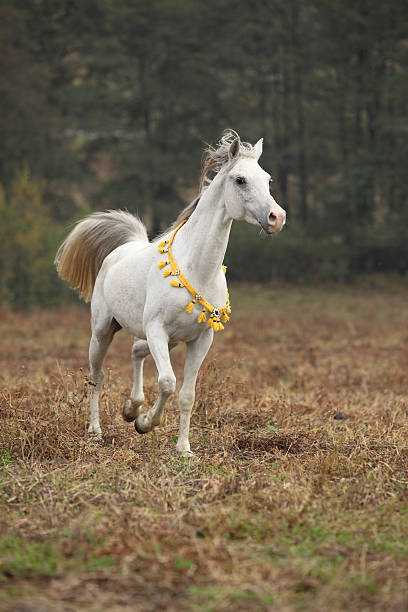 素晴らしいホワイトのアラビアスタリオンフライングたてがみ - horse arabian horse arabia white ストックフォトと画像