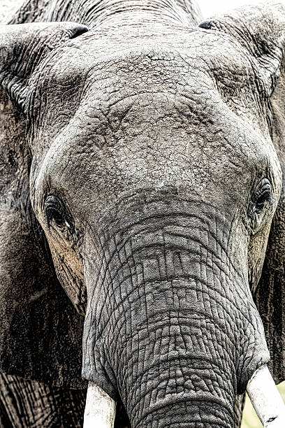 istock African Elephant portrait 472861474