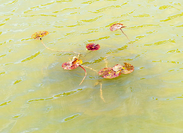 istock Lily leaves in a green pond with ripples 472864324