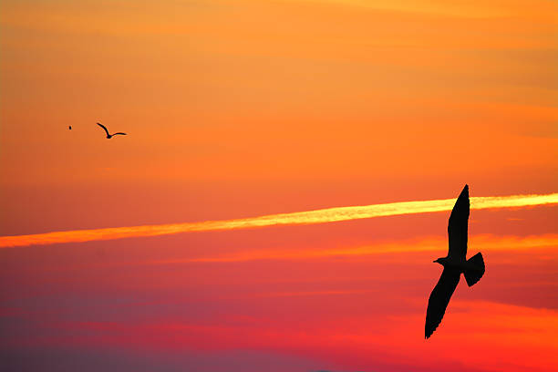 istock seagulls silhouettes in an orange sky 472864436