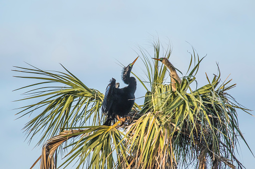 Male Anhinga on the left and female to the right on the nest.