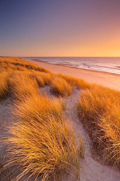 Dunes and beach at sunset on Texel island, The Netherlands Tall dunes with dune grass and a wide beach below. Photographed at sunset on the island of Texel in The Netherlands. friesland netherlands stock pictures, royalty-free photos & images