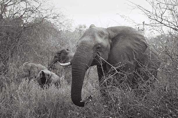istock African Elephant Family - Kruger 2011 472866766