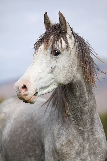 istock Nice arabian stallion with long mane in autumn 472866780