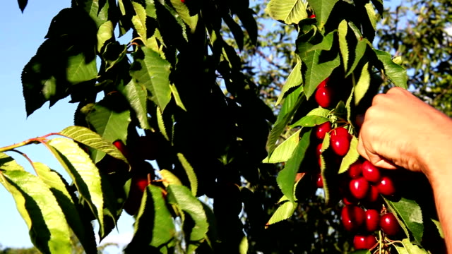 Picking Cherries Closeup