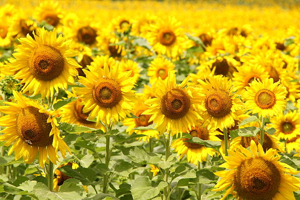 Field of Sunflowers