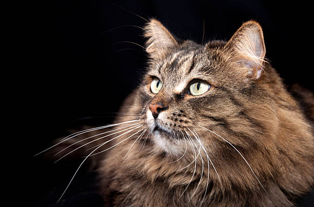 istock Beautiful cat lies on a black background. 472870214