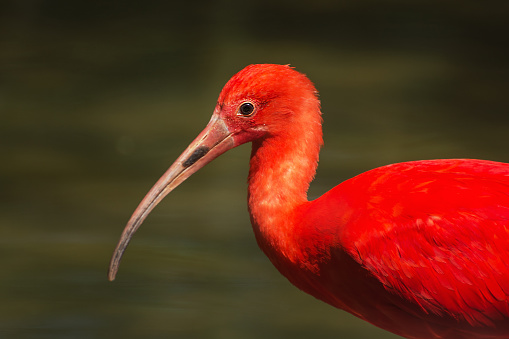 Scarlet ibis (Eudocimus ruber) is a species of ibis in the bird family Threskiornithidae.