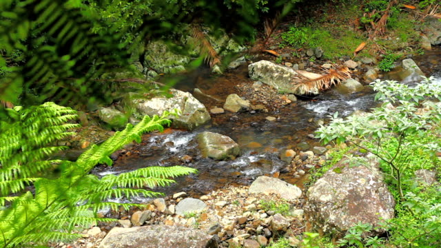 River Stream in a rainforest