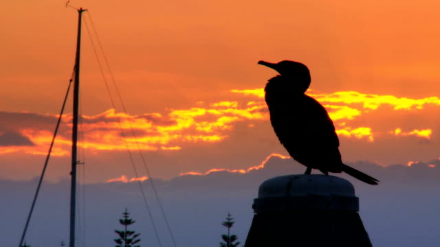 Sea Bird in a marina at sunset