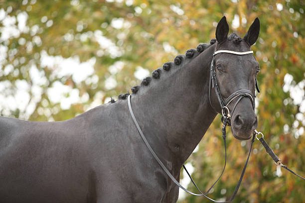 istock Nice big horse with perfect hair style 472872958