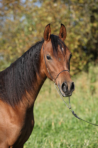 istock Beautiful arabian horse in autumn 472873110