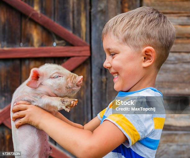 Junge Mit Ferkel Stockfoto und mehr Bilder von Kind - Kind, Schwein, Agrarbetrieb