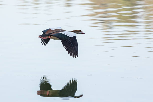 istock Egyptian Goose in mid flight 472876418