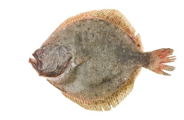 Turbot Fish Fresh Turbot Fish (Psetta maxima) Isolated on White Background  turbot stock pictures, royalty-free photos & images