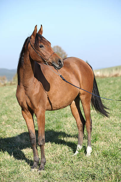 istock Beautiful arabian horse in autumn 472876454