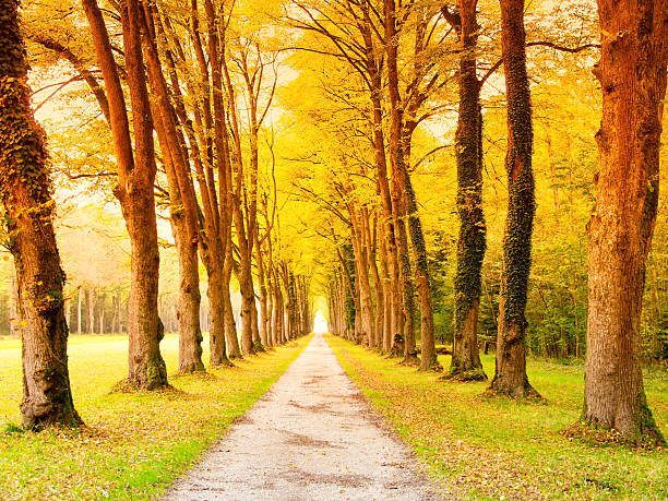 alley in a wonderful park (4)