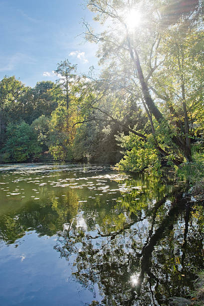 istock Trees reflecting in a lake, sunbeams 472877020