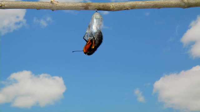 Monarch Butterfly Emerging from Chrysalis Time Lapse