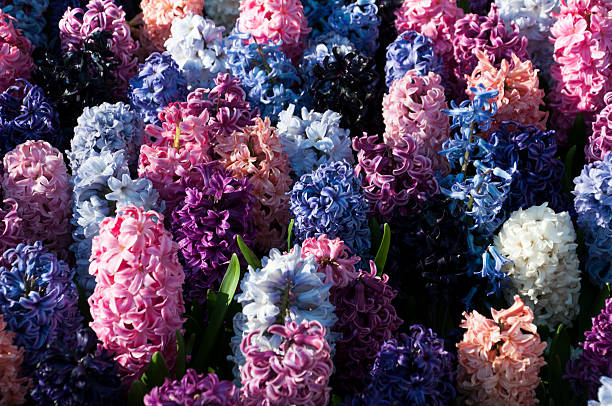 istock Flowers in Keukenhof 472881040