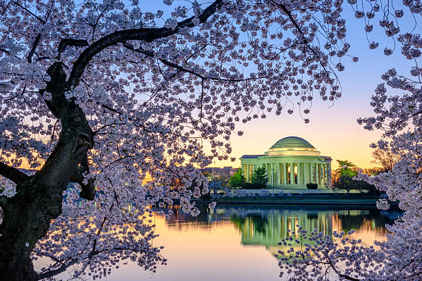 ワシントン dc 春 - cherry blossom cherry tree tree washington dc ストックフォトと画像