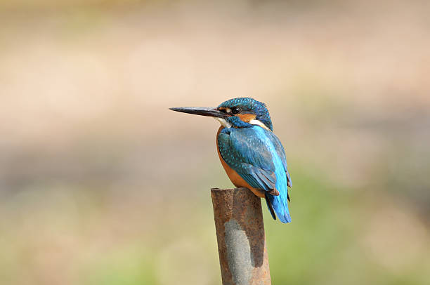 istock Kingfisher to remain in the pile 472883796