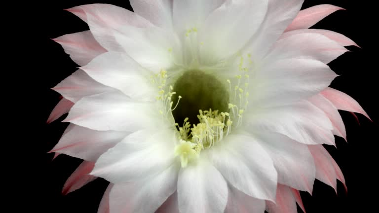 Fleurs