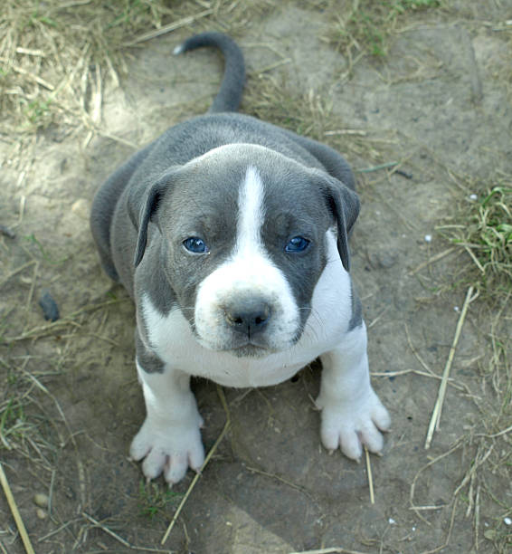 stafford puppy very nice stafford puppy with blue eyes pit bull power stock pictures, royalty-free photos & images