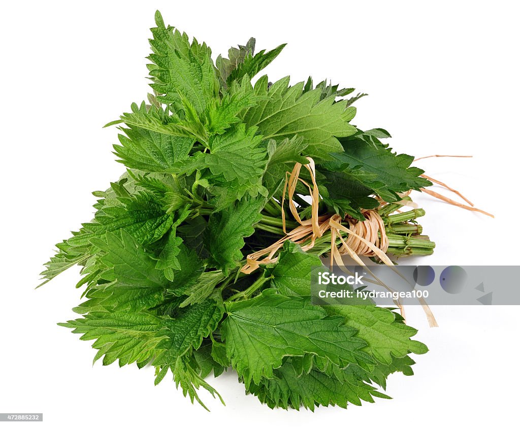 common nettle common nettle (urtica) isolated over white background 2015 Stock Photo