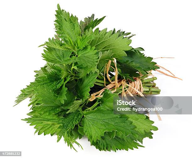 Common Nettle Stock Photo - Download Image Now - 2015, Botany, Branch - Plant Part