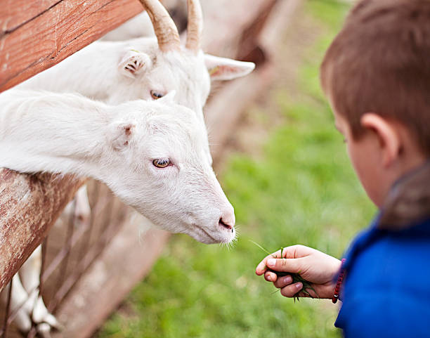 istock Boy feeding goats at a petting zoo 472885426