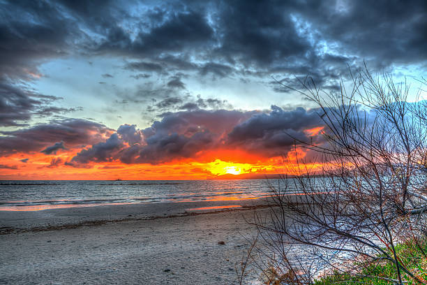istock dry branches by the sea at sunset 472885580