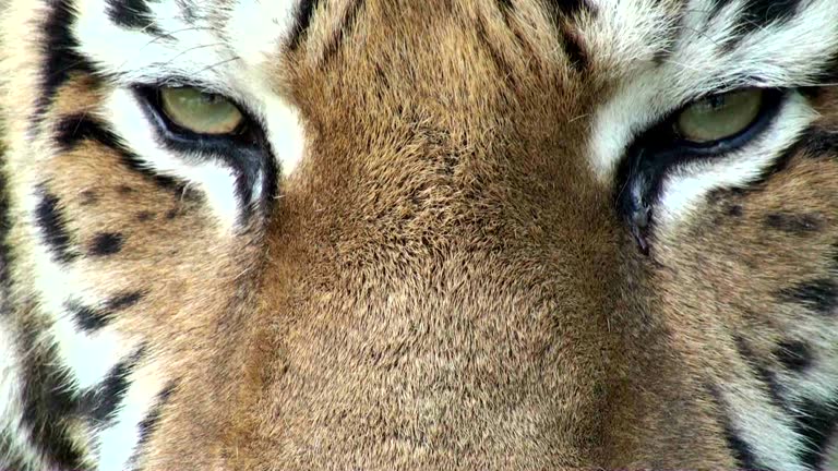 Tiger Stock Videos and Royalty-Free Footage - iStock Tiger Stock Videos and Royalty-Free Footage - iStock