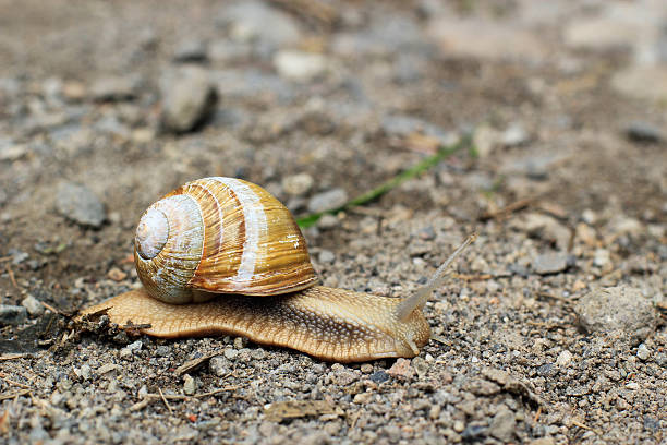 istock snail crawling in the dirt 472892384