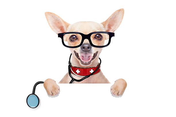 istock medical doctor dog 472892408