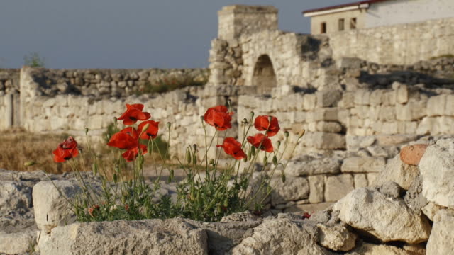 poppy flowers in the ruins
