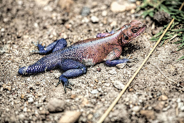 istock East African Rainbow Male Lizzard, half-tail 472894404