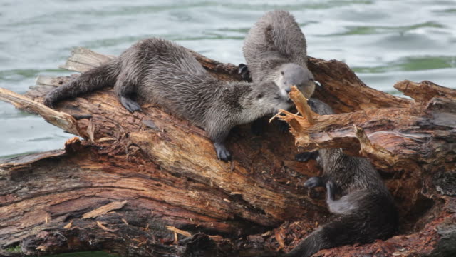 HD Video Wild river otters climb log Yellowstone NP Wyoming
