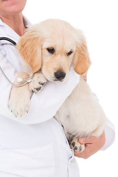 istock Veterinarian with a cute dog in her arms 472897788