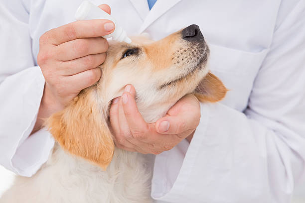 istock Veterinarian examining a cute dog 472898040