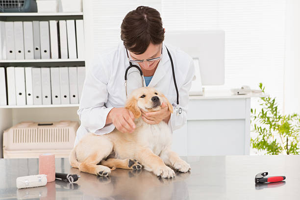 istock Veterinarian examining a cute dog 472898050