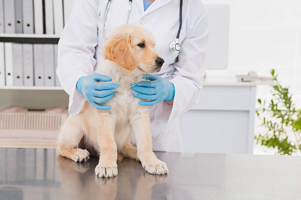 istock Smiling veterinarian examining a cute dog 472898064