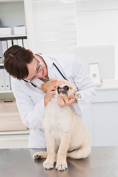 istock Veterinarian examining teeth of a cute dog 472898068