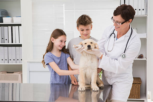 istock Smiling vet examining a dog with its owners 472898614