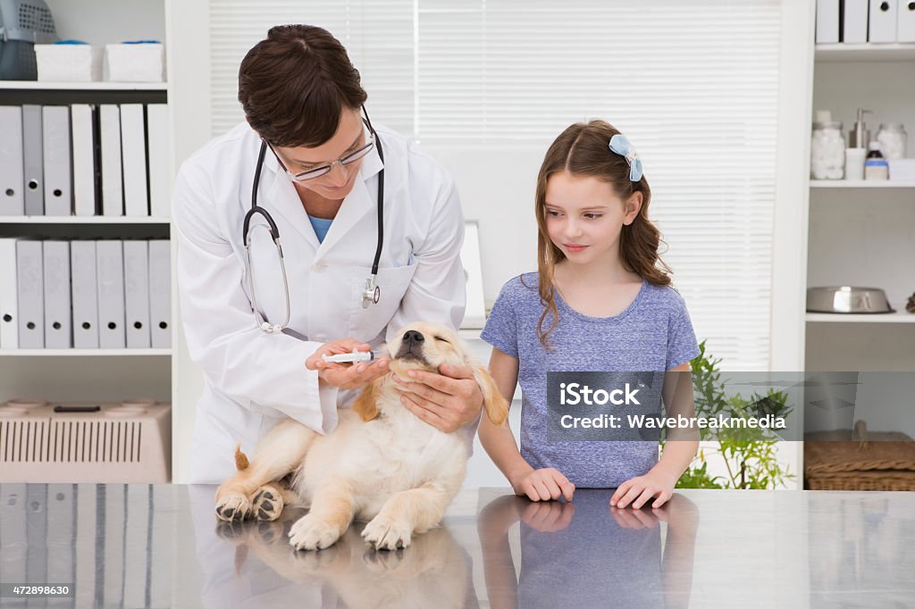 Smiling vet examining a dog with its owner Smiling vet examining a dog with its owner in medical office 2015 Stock Photo