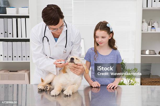 Smiling Vet Examining A Dog With Its Owner Stock Photo - Download Image Now - 2015, 40-44 Years, 40-49 Years