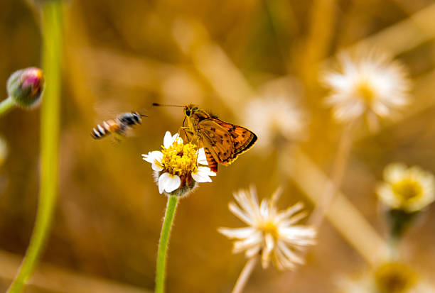 close up butterfly on daisy