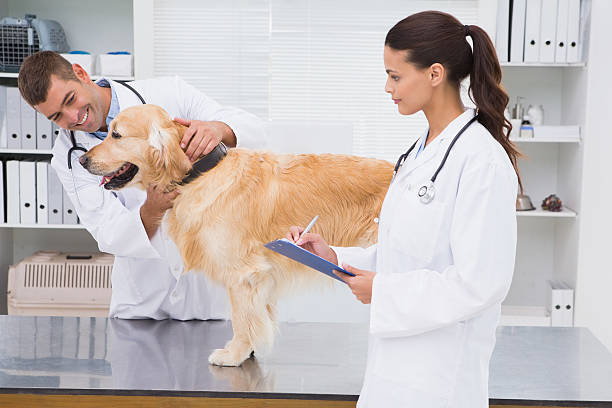 istock Veterinarian coworker examining a dog 472899258