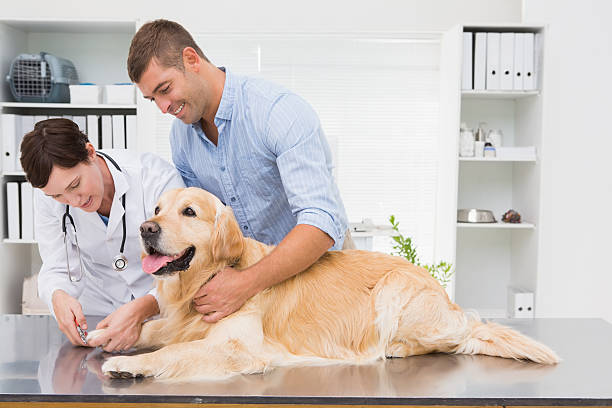 istock Vet using nail clipper on dog with its owner 472899340